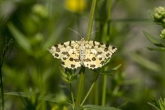 Pantermåler (Pseudopanthera macularia)