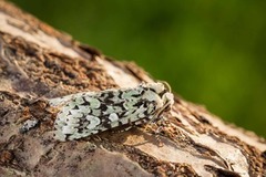 Grønt eikefly (Griposia aprilina)