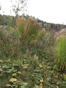 Kanadagullris (Solidago canadensis)