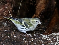 Grønnsisik (Spinus spinus)