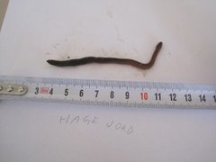 Skogmeitemark (Lumbricus rubellus)