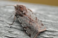 Fiolett vårfly (Cerastis rubricosa)