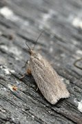 Punktflatvikler (Acleris lipsiana)