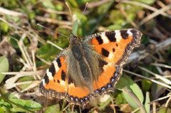 Neslesommerfugl (Aglais urticae)