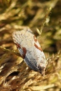 Bjørkeflatvikler (Acleris notana)