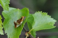 Skumringsvikler (Eulia ministrana)