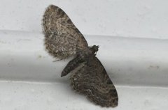 Vinkeldvergmåler (Eupithecia vulgata)