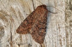 Rødt fjellengfly (Apamea kuusamoensis)