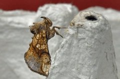 Tyrihjelmfly (Polychrysia moneta)