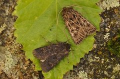 Hvitribbet åkerfly (Tholera decimalis)