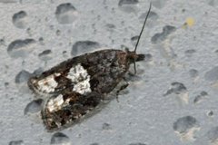 Bjørkekveldvikler (Epinotia trigonella)