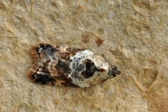 Marmorflatvikler (Acleris variegana)