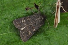 Gulringet åkerfly (Tholera cespitis)