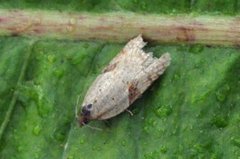 Jordbær-/buskflatvikler (Acleris comariana/laterana)