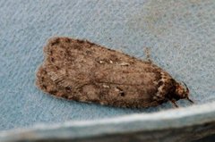 Agonopterix ciliella/heracliana