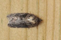 Seljeflatvikler (Acleris hastiana)