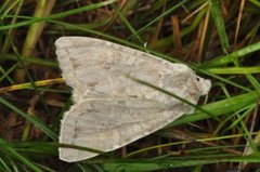 Vinkelhakefly (Polia bombycina)