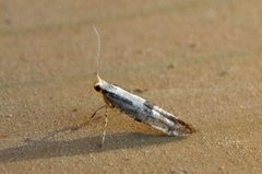 Rognebærmøll (Argyresthia conjugella)