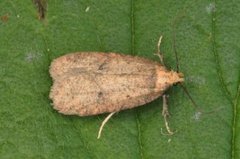 Agonopterix angelicella