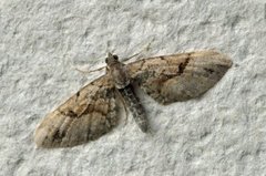 Bånddvergmåler (Eupithecia sinuosaria)