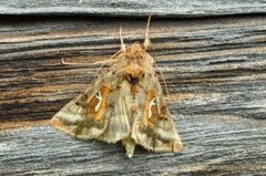 Gyllenbrunt metallfly (Autographa macrogamma)