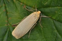 Barlavspinner (Eilema depressa)