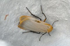 Barlavspinner (Eilema depressa)