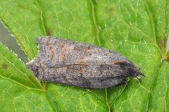 Grå flatvikler (Acleris effractana)