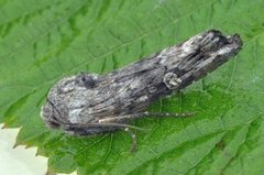 Skogkvistfly (Xylena solidaginis)