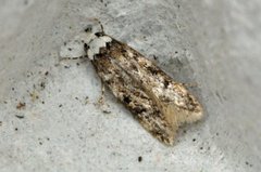 Klistermøll (Endrosis sarcitrella)