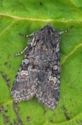 Rotstrekvierfly (Brachylomia viminalis)