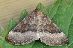 Kattostmåler (Larentia clavaria)