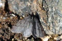 Pjuskemåler (Macaria fusca)