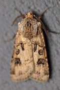 Brunpudret jordfly (Agrotis clavis)