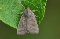 Osperingfly (Ipimorpha subtusa)