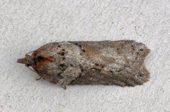 Seljeflatvikler (Acleris hastiana)