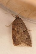 Blåbærflatvikler (Acleris maccana)