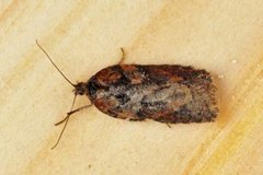 Seljeflatvikler (Acleris hastiana)