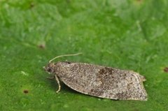 Grå bladvikler (Syndemis musculana)