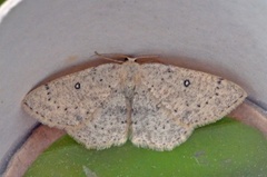 Bjørkeløvmåler (Cyclophora albipunctata)