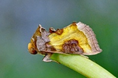 Mindre båndmetallfly (Diachrysia stenochrysis)