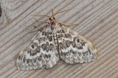 Taigabarmåler (Heterothera serraria)