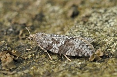 Spraglet gråvikler (Cnephasia asseclana)