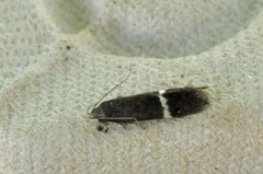 Syncopacma cinctella