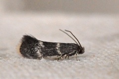 Elachista pullicomella