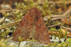 Rødt fjellengfly (Apamea kuusamoensis)