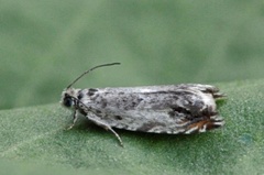 Ospesigdvikler (Ancylis laetana)