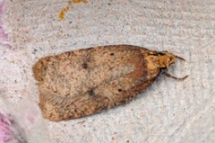 Agonopterix angelicella