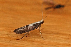 Argyresthia pulchella