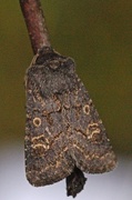 Gulringet åkerfly (Tholera cespitis)